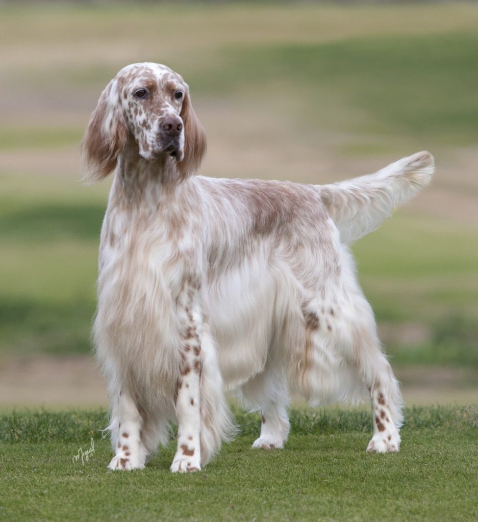 İngiliz Setter Av Köpeği