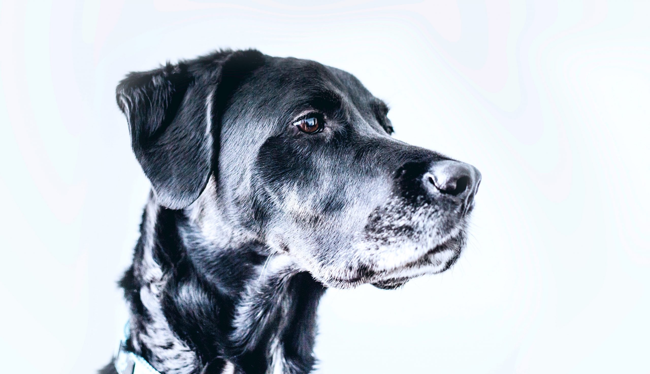 English Pointer İngiliz Pointer