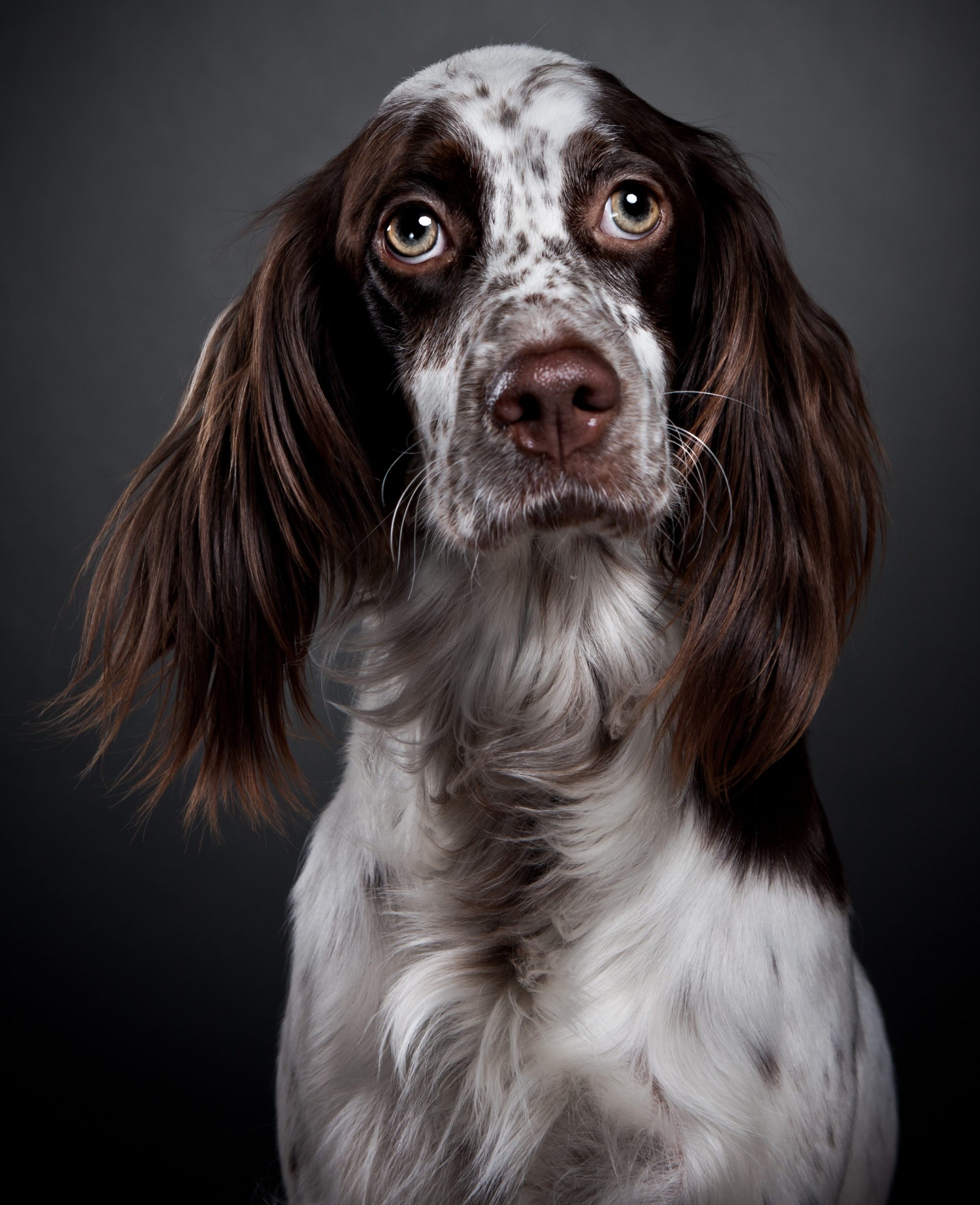 İngiliz Setter Özellikleri
