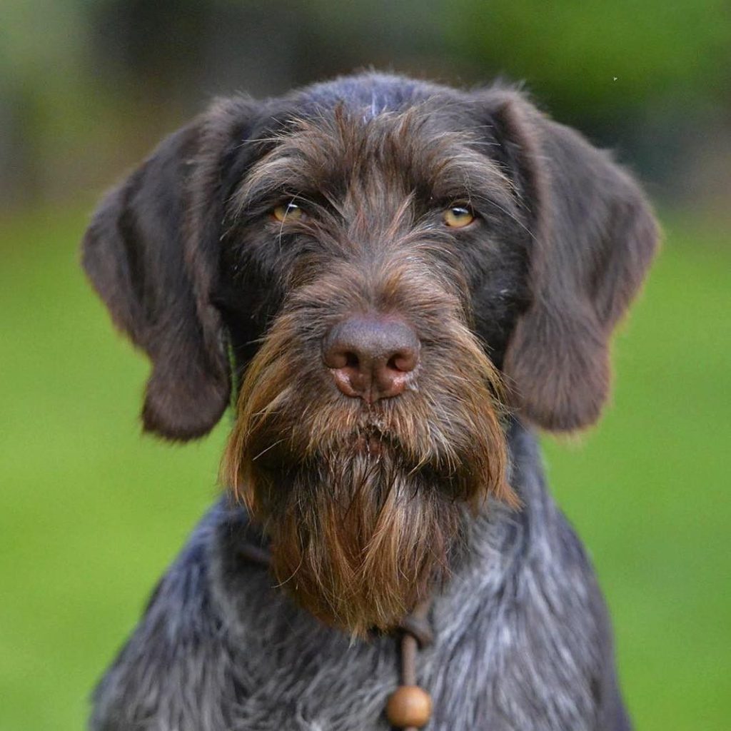 breton av köpeği